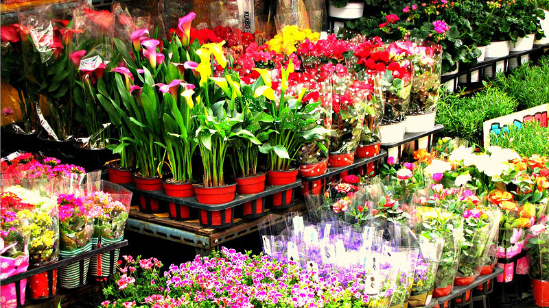 Gemeente Alkmaar onderzoekt mogelijkheden voor wekelijkse bloemenmarkt