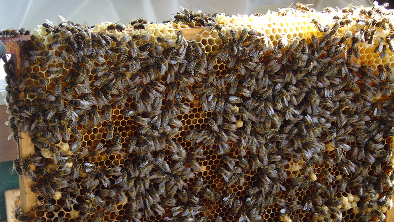 Bzzzzz, bijen in de bieb