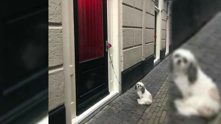 Foto vastgebonden hondje op Achterdam wordt internethit