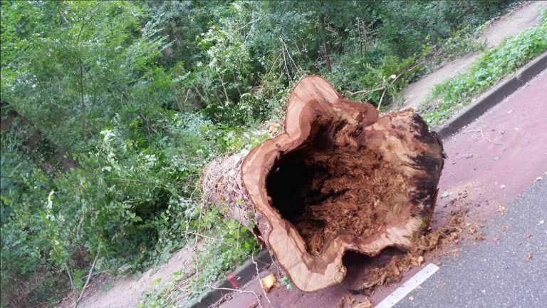 Stadswerk072 kapt bomen vanwege ‘explosie’ van Iepziekte