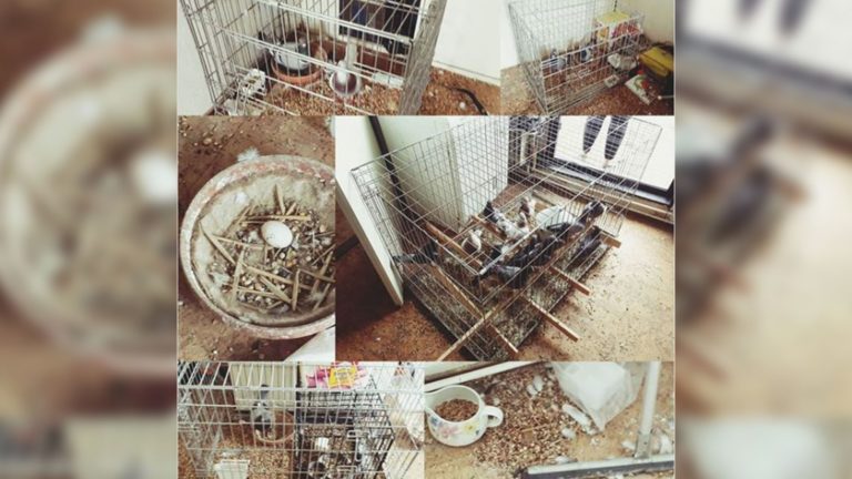 Dierenmishandeling: dertig duiven in minihokjes in Alkmaarse woning