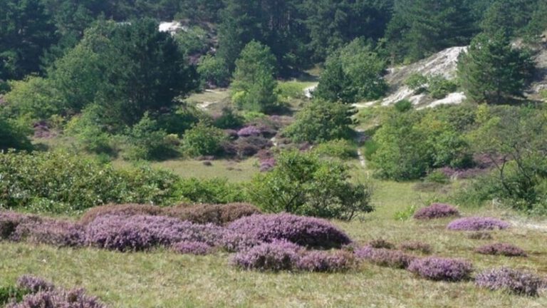 Gemeente Bergen steunt pleidooi om van Schoorlse Duinen nationaal park te maken