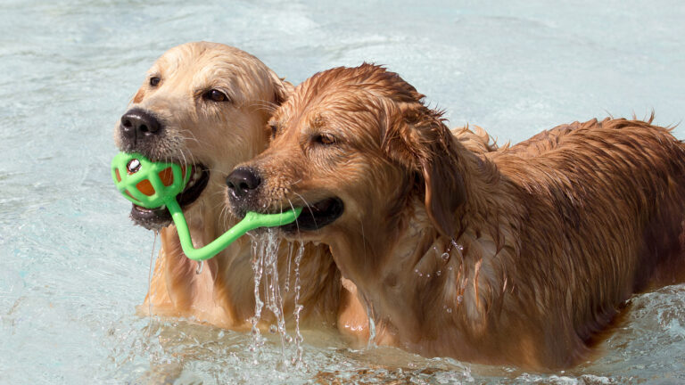 Hondenzwemmen in buitenbad Hoornse Vaart op zaterdag 4 september 🗓