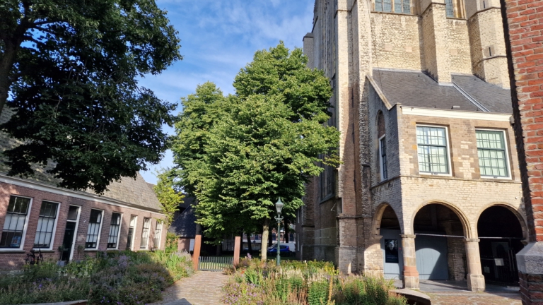 Eigenaar Grote Kerk Alkmaar trekt aanvraag kapvergunning voor lindeboom in