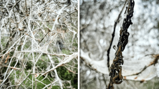 Witte webben in bomen; Stadswerk072 krijgt veel meldingen maar laat de makers met rust